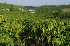 Zdravá plantáž robusty, jedna z mnoha ve středním Vietnamu