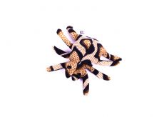 Pískové zvířátko textilní pavouk handmade TD0001  027